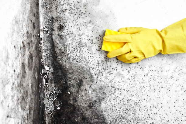 Best Black Mold Remediation in Washington Court House, OH