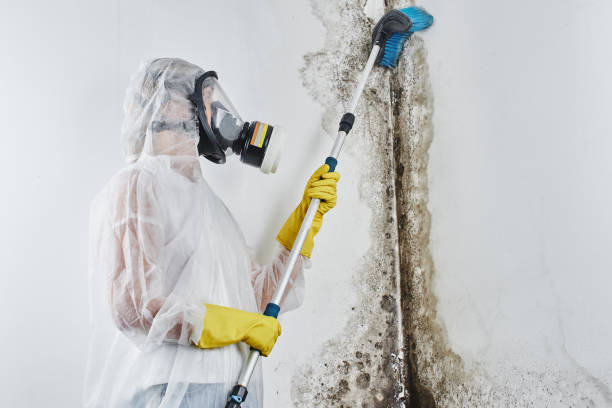 Best Post-Flood Mold Remediation in Washington Court House, OH