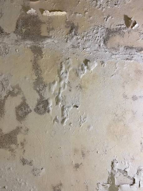 Washington Court House, OH Mold Remediation Company