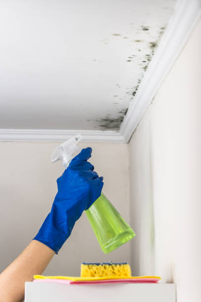 Best Bathroom Mold Remediation in Washington Court House, OH